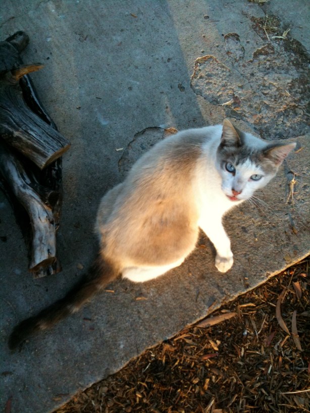 git mah wet fud, hooman!