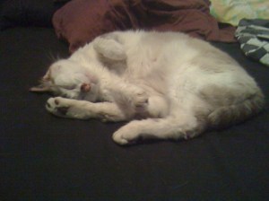 somebody is dreaming...